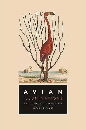 Avian Illuminations cover