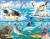 Bywyd Gwyllt yr Arctig / Wildlife in the Arctic cover