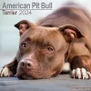 American Pit Bull Terrier Calendar 2024  Square Dog Breed Wall Calendar - 16 Month cover