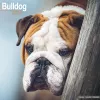 Bulldog Calendar 2024  Square Dog Breed Wall Calendar - 16 Month cover
