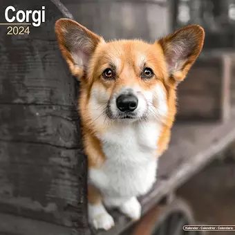 Corgi Calendar 2024 Square Dog Breed Wall Calendar - 16 Month cover