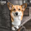 Corgi Calendar 2024  Square Dog Breed Wall Calendar - 16 Month cover
