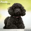 Poodle Calendar 2024  Square Dog Breed Wall Calendar - 16 Month cover