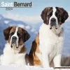 Saint Bernard Calendar 2024  Square Dog Breed Wall Calendar - 16 Month cover