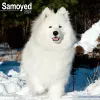 Samoyed Calendar 2024  Square Dog Breed Wall Calendar - 16 Month cover