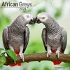 African Greys Calendar 2024  Square Bird Wall Calendar - 16 Month cover