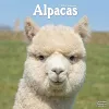Alpacas Calendar 2024  Square Animal Wall Calendar - 16 Month cover