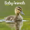 Baby Animals Calendar 2024  Square Animal Wall Calendar - 16 Month cover