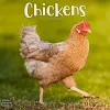 Chickens Calendar 2024  Square Farm Animals & Birds Wall Calendar - 16 Month cover