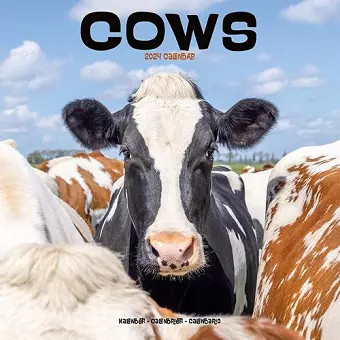 Cows Calendar 2024 Square Farm Animal Wall Calendar - 16 Month cover
