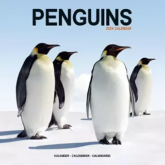 Penguins Calendar 2024 Square Animal Wall Calendar - 16 Month cover