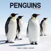 Penguins Calendar 2024  Square Animal Wall Calendar - 16 Month cover