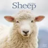 Sheep Calendar 2024  Square Farm Animal Wall Calendar - 16 Month cover