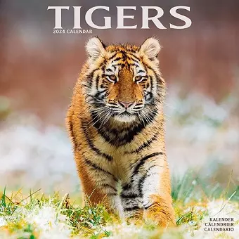 Tigers Calendar 2024 Square Wildlife Safari Big Cats Wall Calendar - 16 Month cover