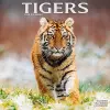 Tigers Calendar 2024  Square Wildlife Safari Big Cats Wall Calendar - 16 Month cover