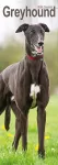 Greyhound Slim Calendar 2024  Dog Breed Slimline Calendar - 12 Month cover