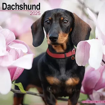 Dachshund Calendar 2025 Square Dog Breed Wall Calendar - 16 Month cover