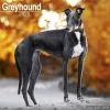 Greyhound Calendar 2025 Square Dog Breed Wall Calendar - 16 Month cover