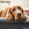 Irish Setter Calendar 2025 Square Dog Breed Wall Calendar - 16 Month cover