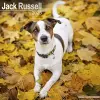 Jack Russell Calendar 2025 Square Dog Breed Wall Calendar - 16 Month cover