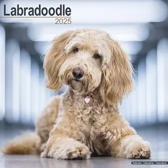 Labradoodle Calendar 2025 Square Dog Breed Wall Calendar - 16 Month cover