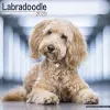 Labradoodle Calendar 2025 Square Dog Breed Wall Calendar - 16 Month cover