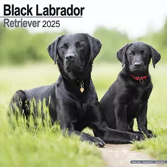 Black Labrador Retriever Calendar 2025 Square Dog Breed Wall Calendar - 16 Month cover