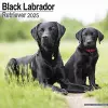 Black Labrador Retriever Calendar 2025 Square Dog Breed Wall Calendar - 16 Month cover