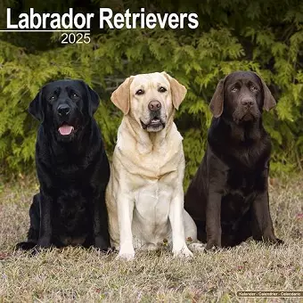 Labrador Retrievers (Mixed) Calendar 2025 Square Dog Breed Wall Calendar - 16 Month cover