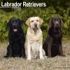 Labrador Retrievers (Mixed) Calendar 2025 Square Dog Breed Wall Calendar - 16 Month cover