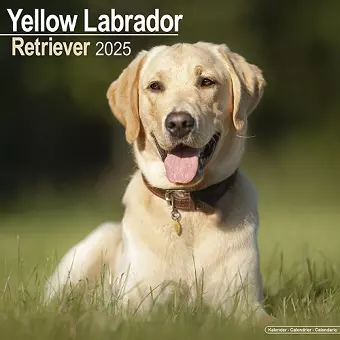 Labrador Retriever (Yellow) Calendar 2025 Square Dog Breed Wall Calendar - 16 Month cover