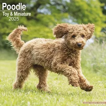 Poodle (Toy & Miniature) Calendar 2025 Square Dog Breed Wall Calendar - 16 Month cover