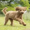 Poodle (Toy & Miniature) Calendar 2025 Square Dog Breed Wall Calendar - 16 Month cover