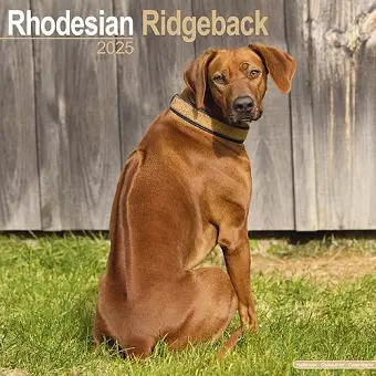 Rhodesian Ridgeback Calendar 2025 Square Dog Breed Wall Calendar - 16 Month cover
