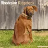 Rhodesian Ridgeback Calendar 2025 Square Dog Breed Wall Calendar - 16 Month cover