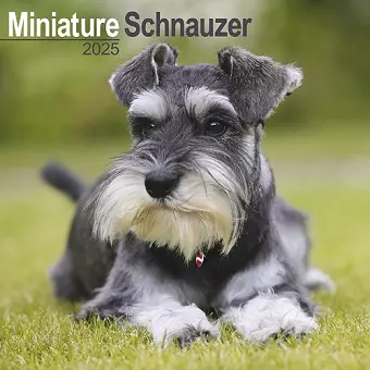 Schnauzer Miniature Calendar 2025 Square Dog Breed Wall Calendar - 16 Month cover