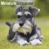 Schnauzer Miniature Calendar 2025 Square Dog Breed Wall Calendar - 16 Month cover
