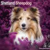 Shetland Sheepdog Calendar 2025 Square Dog Breed Wall Calendar - 16 Month cover