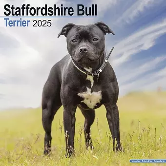 Staffordshire Bull Terrier Calendar 2025 Square Dog Breed Wall Calendar - 16 Month cover