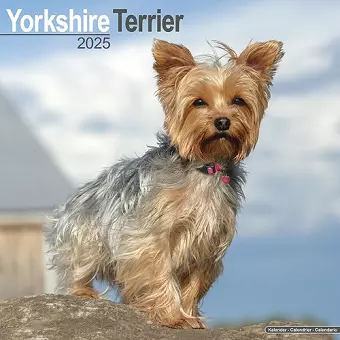 Yorkshire Terrier Calendar 2025 Square Dog Breed Wall Calendar - 16 Month cover