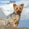Yorkshire Terrier Calendar 2025 Square Dog Breed Wall Calendar - 16 Month cover