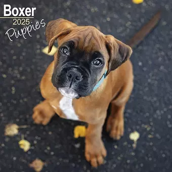 Boxer Puppies Calendar 2025 Square Dog Puppy Breed Wall Calendar - 16 Month cover