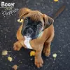 Boxer Puppies Calendar 2025 Square Dog Puppy Breed Wall Calendar - 16 Month cover