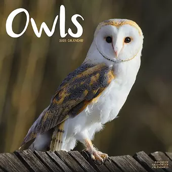 Owls Calendar 2025 Square Birds Wall Calendar - 16 Month cover