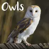 Owls Calendar 2025 Square Birds Wall Calendar - 16 Month cover