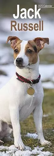 Jack Russell Slim Calendar 2025 Dog Breed Slimline Calendar - 12 Month cover