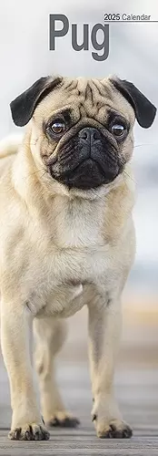 Pug Slim Calendar 2025 Dog Breed Slimline Calendar - 12 Month cover