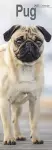Pug Slim Calendar 2025 Dog Breed Slimline Calendar - 12 Month cover