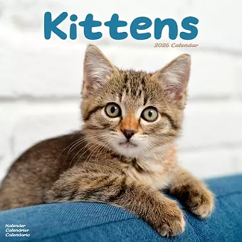 Kittens Calendar 2026 Square Cats Wall Calendar - 16 Month cover