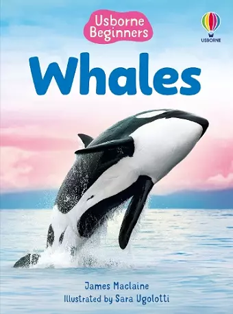 Beginners Whales cover